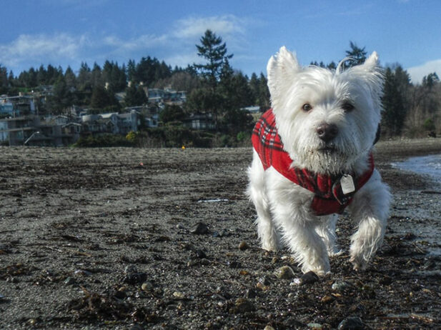 Best Dog Parks in Vancouver to Burn Off Cupcake Day Calories