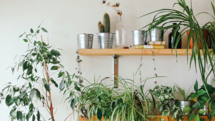 a group of green potted plants on a top wooden shelve and bigger plants on the shelve below