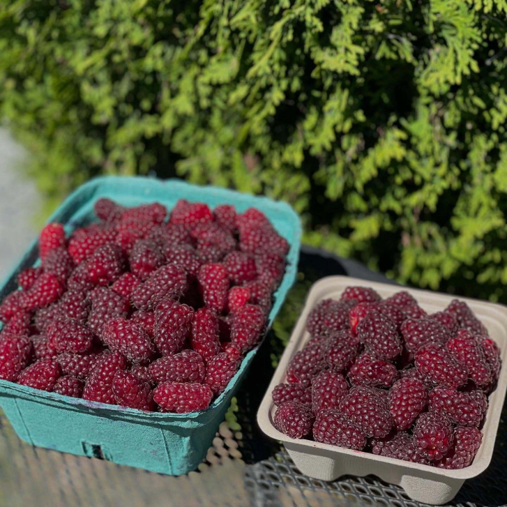 two containers of raspberries