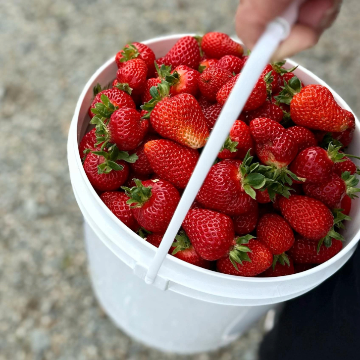white bucket filled with strawberries