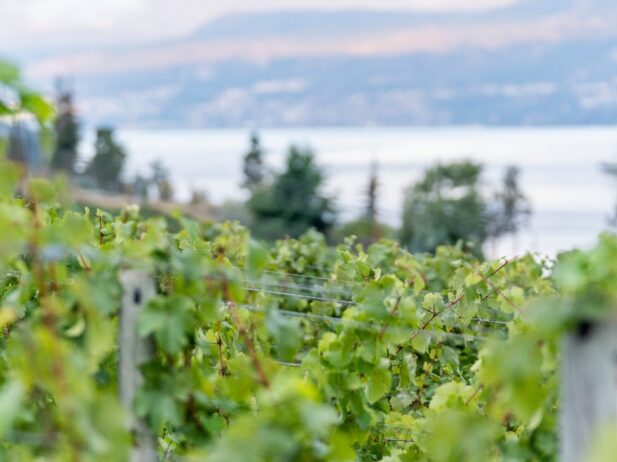 A Guide To Sustainable Wineries In BC