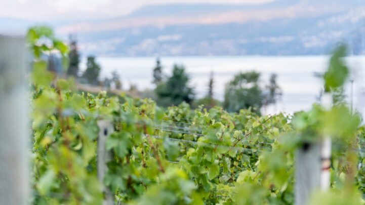 a BC wineries vineyard beside a huge lake