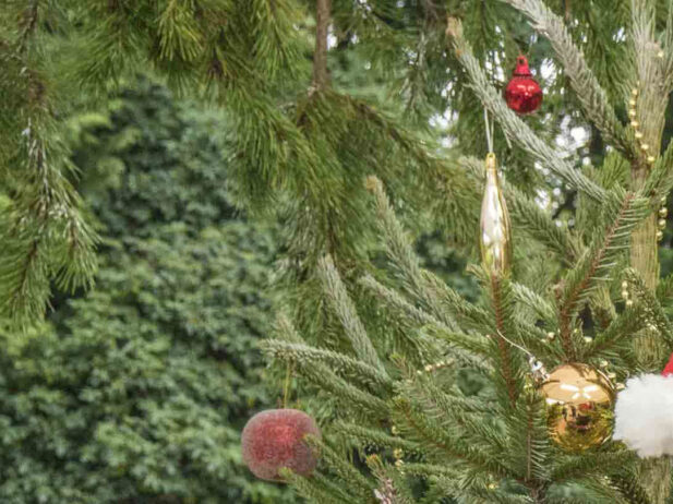 What to Watch This Week: December 17 to 22