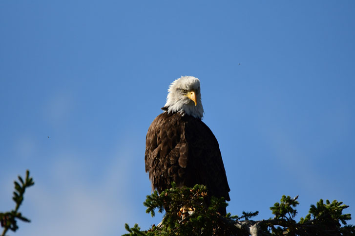 a bald eagle