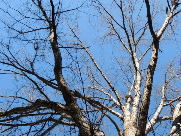 What to Do About Trees Dropping Leaves in Summer