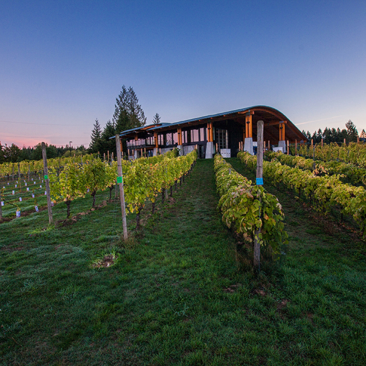 vineyards outside Blue Grouse tasting room on Vancouver Island