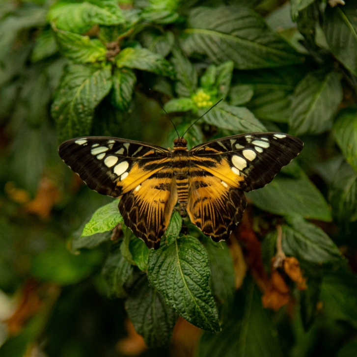 an orange butterfly on lush green leaves