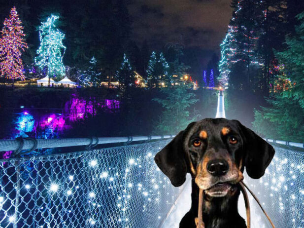 Vancouver Adventures: Our Picks for December 15 to 21