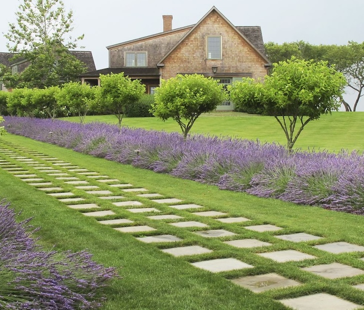 a lavender garden at a green carpet backyard with a smooth stone pathway in between