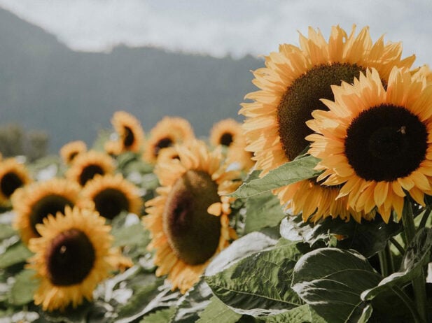 Vancouver Adventures: Our Picks for August