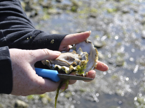 The B.C. Oyster Trail: Coastal Farmers to Source Local Shellfish