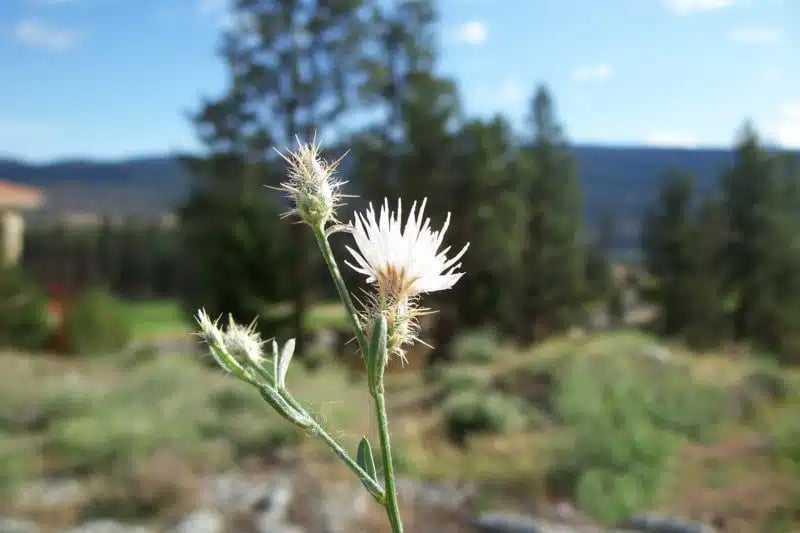 diffuse knapweed