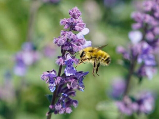 bee pollinating a purple flowering plant