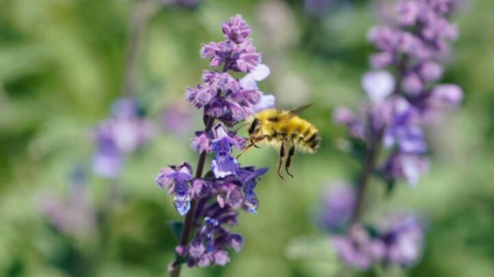 bee pollinating a purple flowering plant