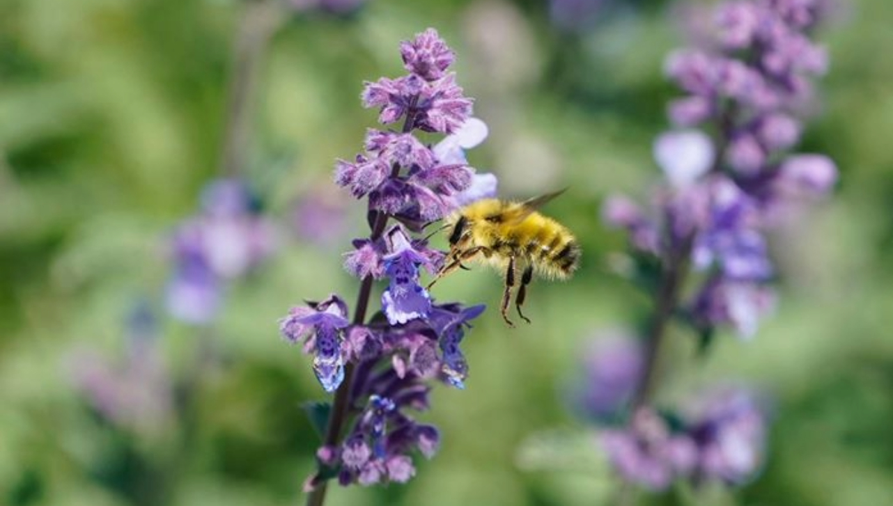 bee pollinating a purple flowering plant