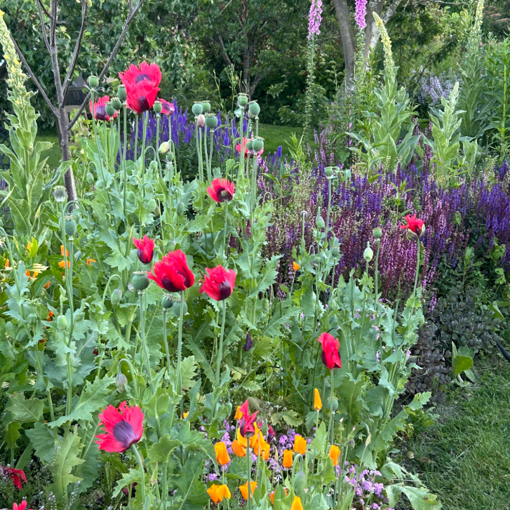 red, yellow and purple flowers in a spring garden