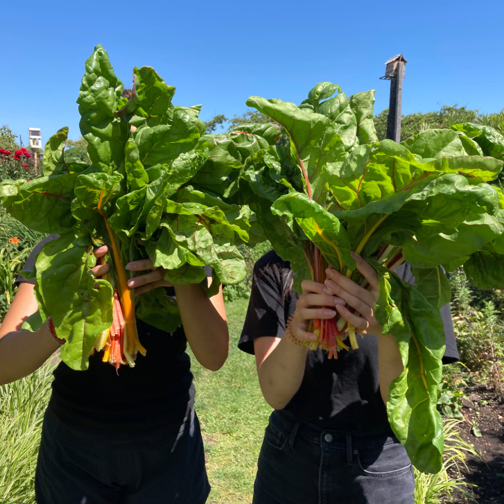 two people holding up bunches swiss chard in front of their faces outside the garden