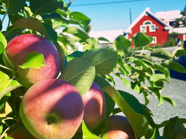 The Eastern Townships: A Gourmet Destination