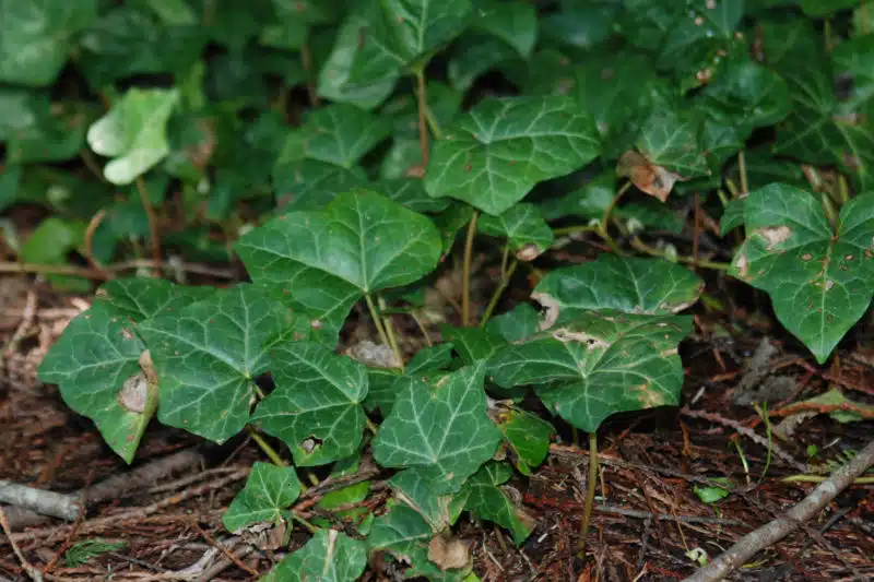 English ivy