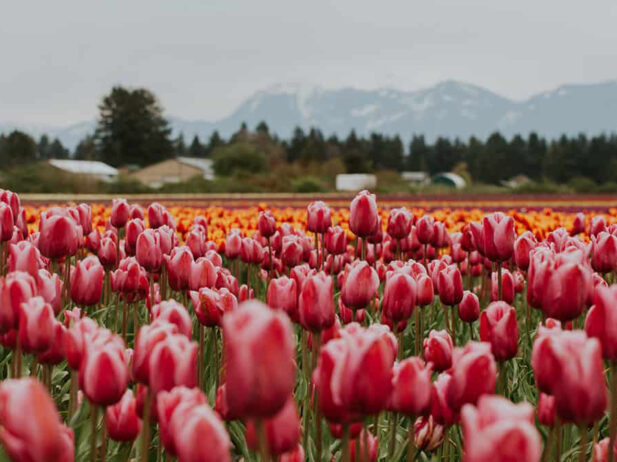 Vancouver Adventures: Our Picks for May
