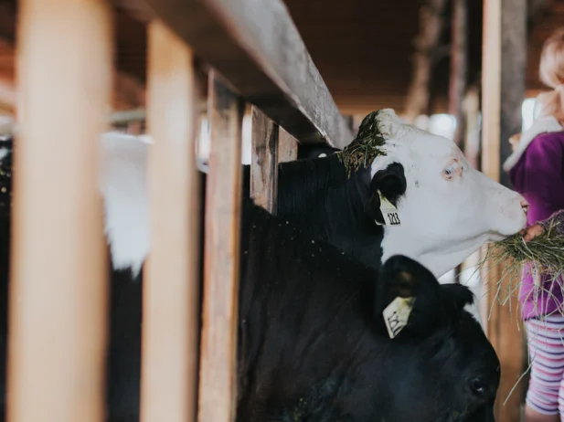 Farm Animals, Waterfalls and Markets: A Family-Friendly Summer Getaway to Parksville Qualicum Beach