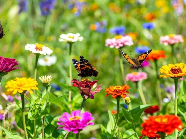 I Planted a DIY Butterfly Garden: Here’s How