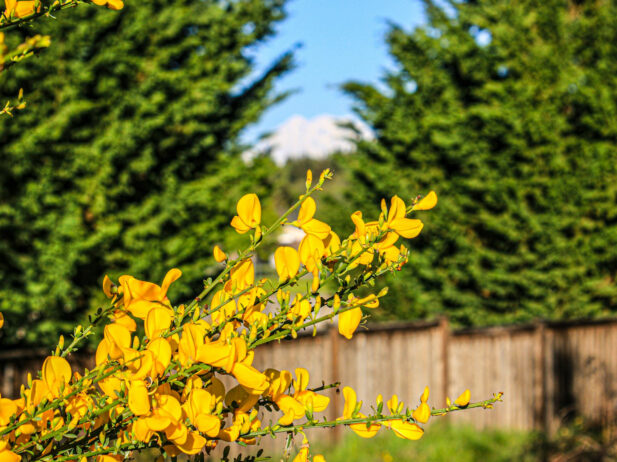 Scotch broom