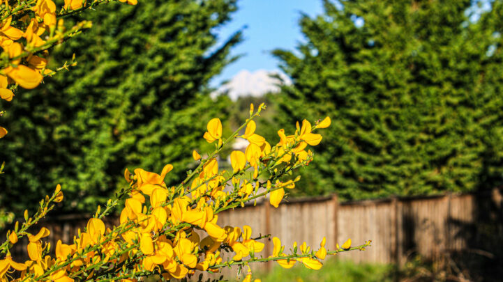Scotch broom