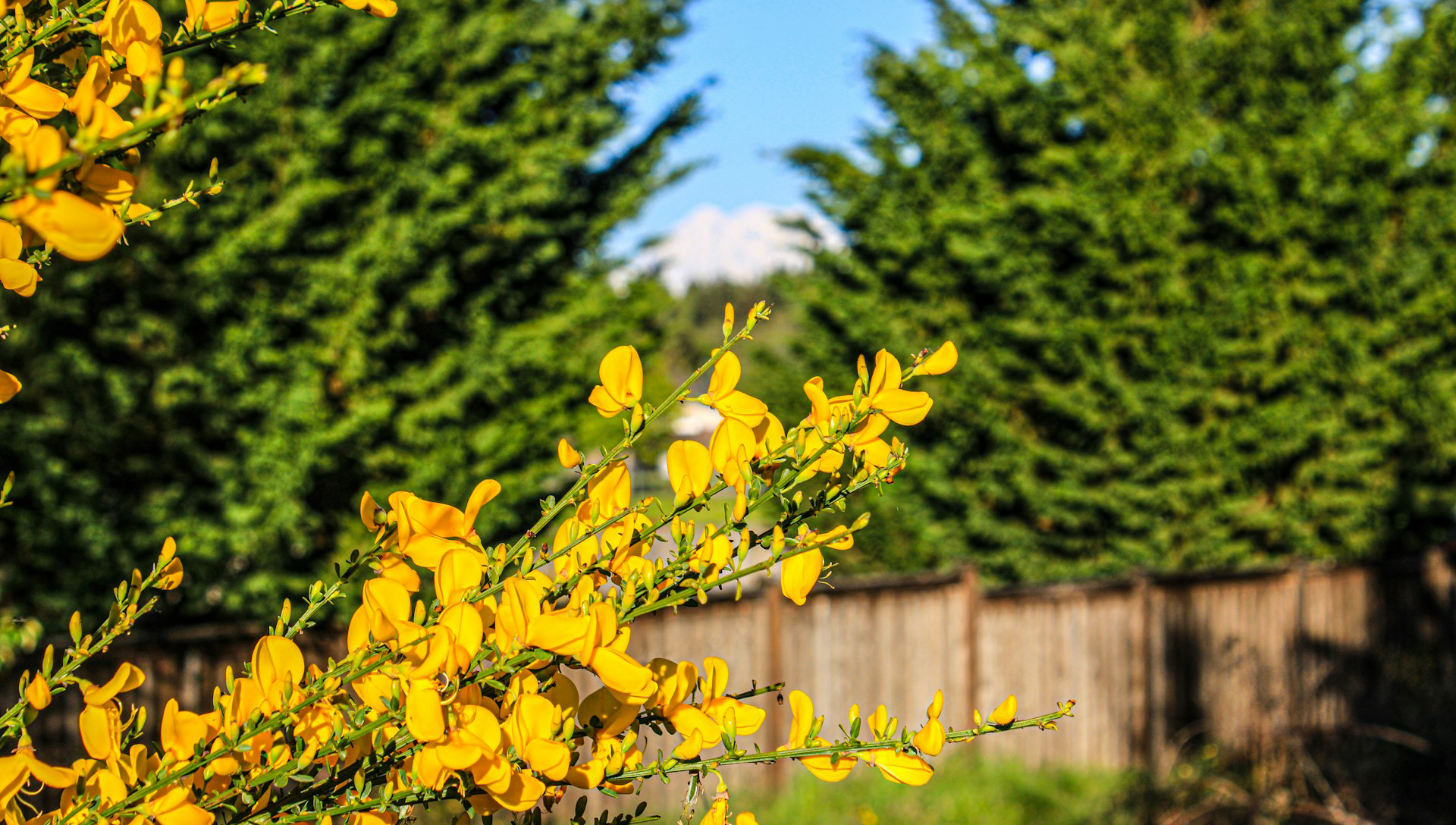 Scotch broom