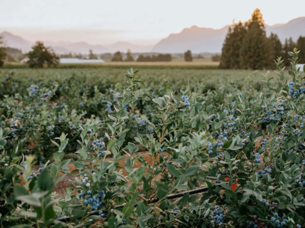 5 Farms in Greater Vancouver to Go Berry Picking This Summer