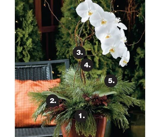 Festive planter recipe – orchid holiday arrangement