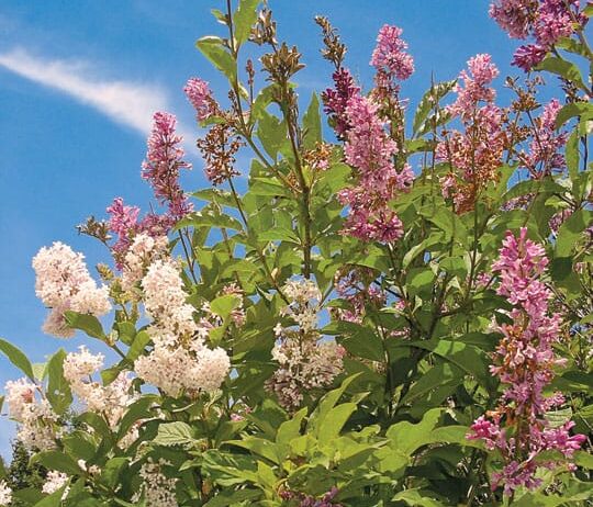 Prince George’s Dominion Experimental Gardens host hardy Preston lilacs