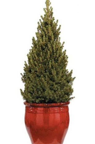 Dwarf Alberta Spruce (Picea Glauca var. Albertiana ‘Conica’)