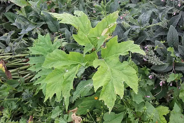 giant hogweed