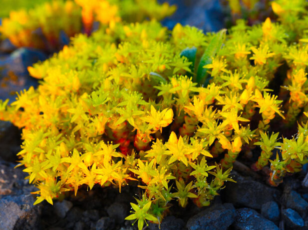 Low-maintenance Ground Covers Instead of Grass