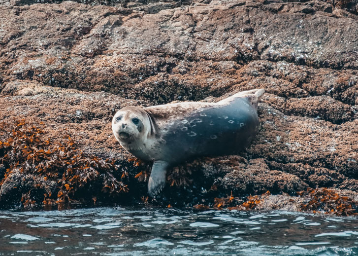 a harbour seal coming down from a seaside rock to the sea