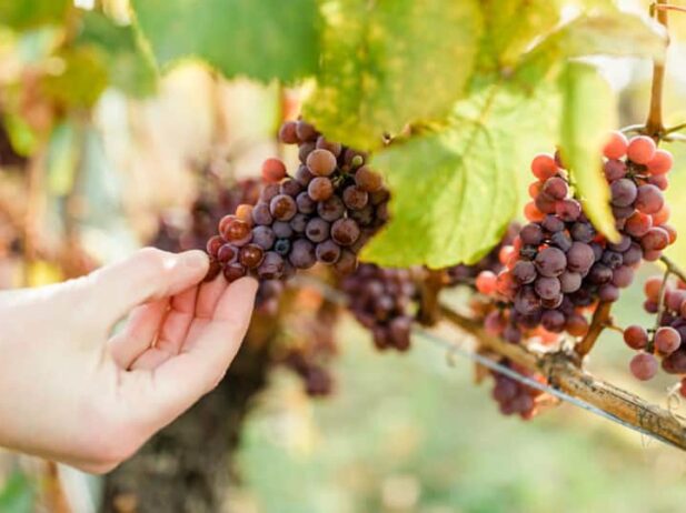 Somm Smackdown 2020