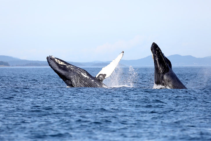 two humpback whales splashing out of the sea