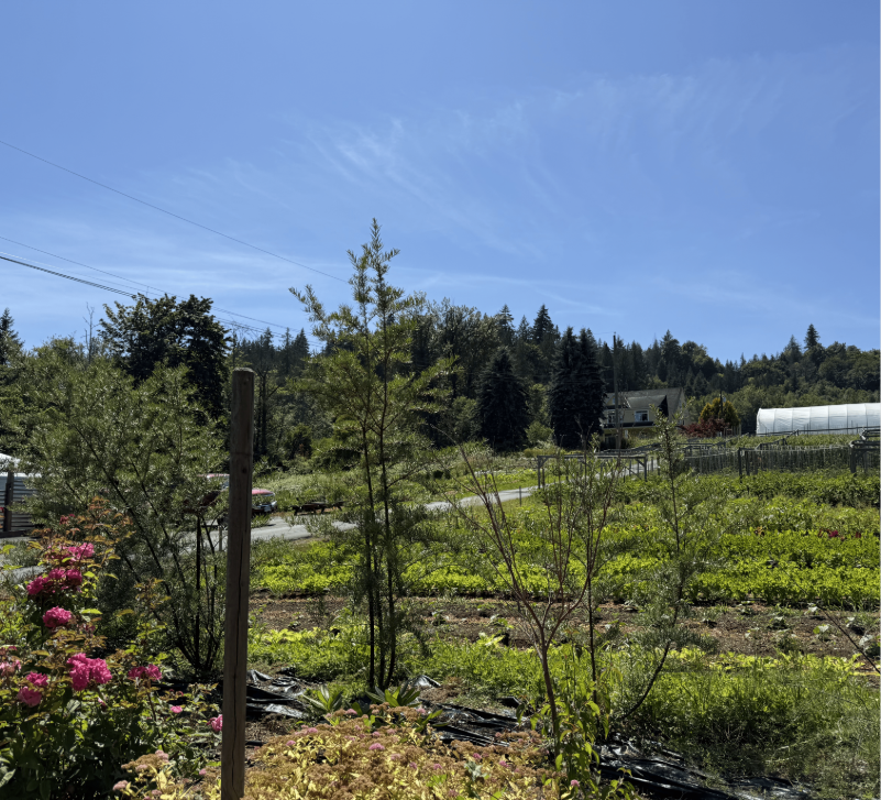 the fields at Yellow House Farms