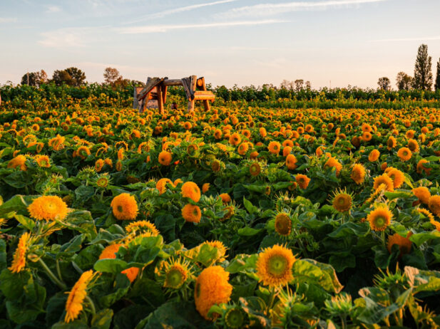 4 Sunflower Festivals and Farms to Visit in Greater Vancouver in 2025