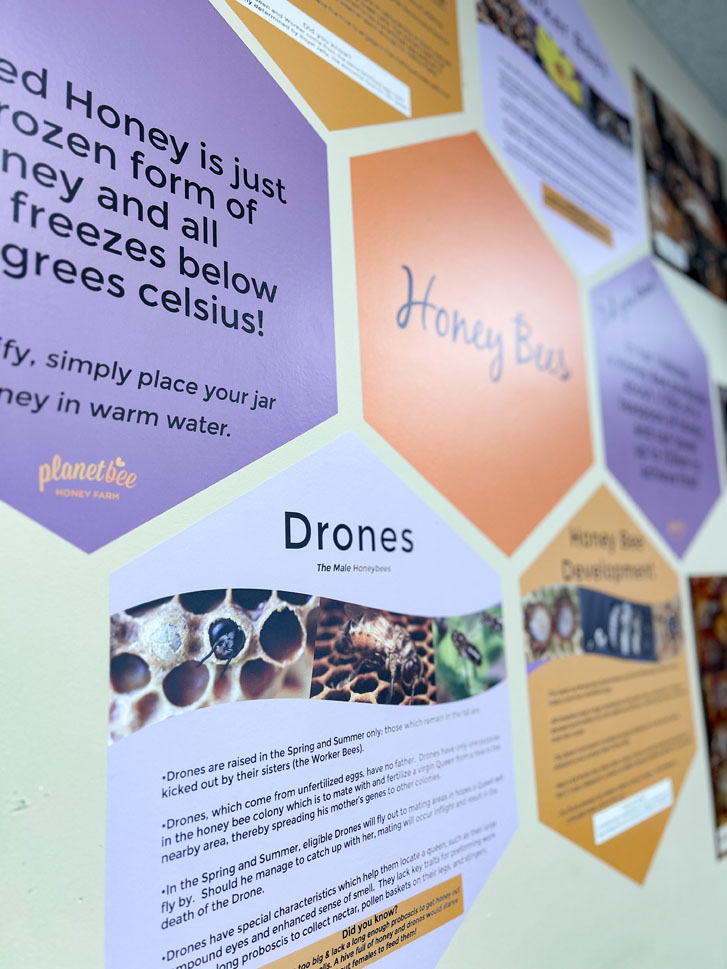 a colorful infographic poster with the words "Honey Bees' and 'Drones' in hexagon shapes