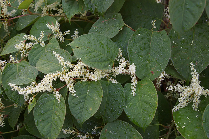 Japanese knotweed