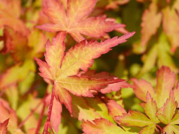 How to save an ailing coral bark maple