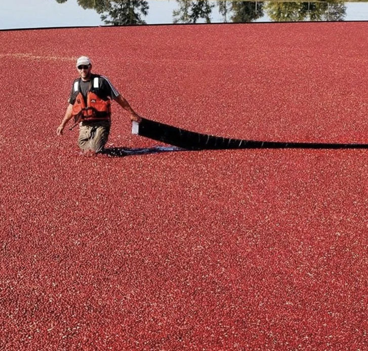 man pulling a long scooper across a Bog Riverside Cranberry Farm