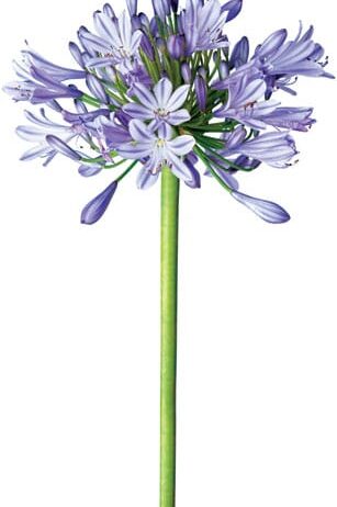 Lily of the Nile