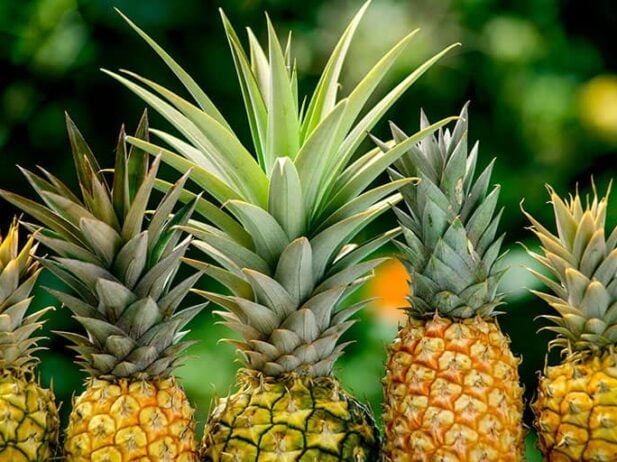Maui’s Local Food Movement