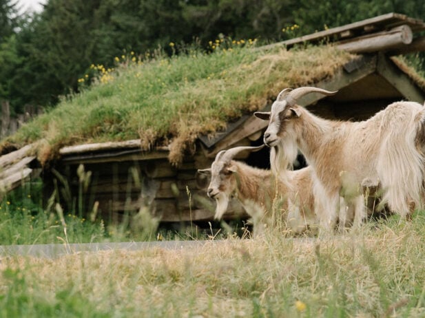 B.C. Bucket List: Visit the Famous Rooftop Goats