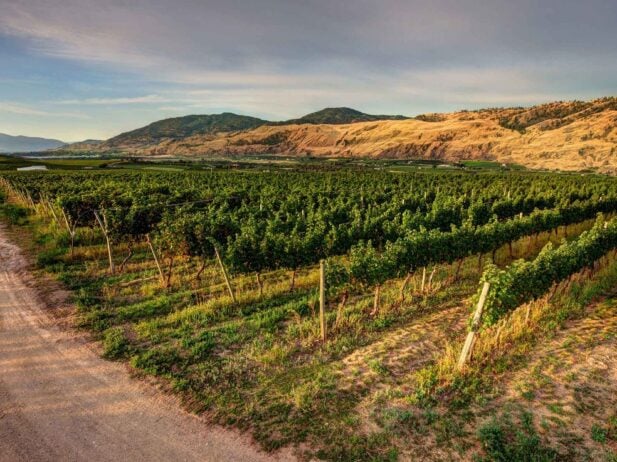 5 Must-visit Oliver Osoyoos Wineries for Foodies