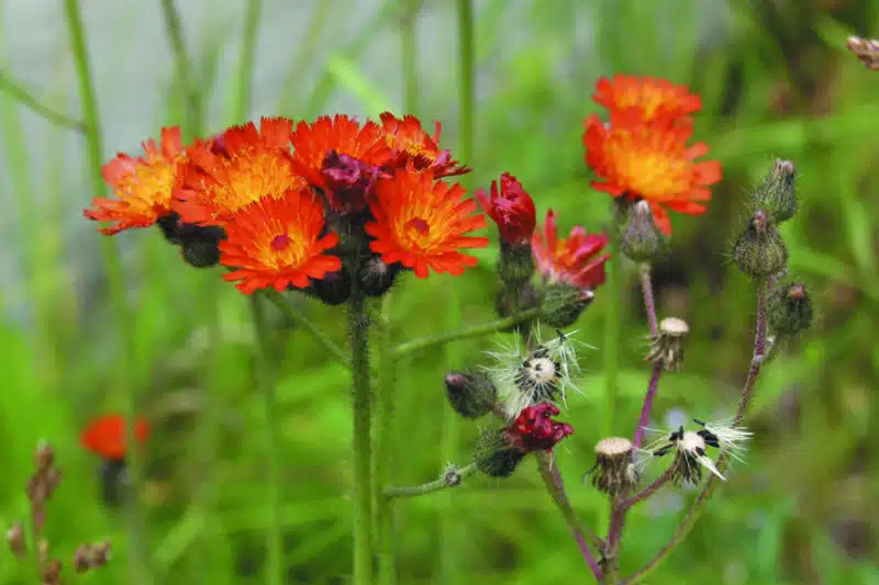 orange hawkweed