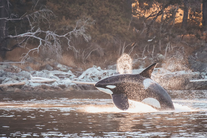 Sea orca splashing out of the water